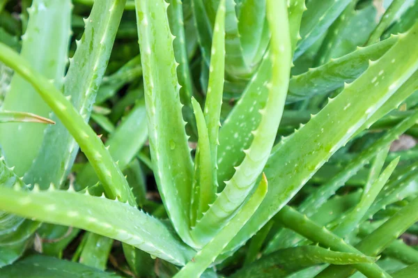 Fermer Les Feuilles Vertes Aloe Vera Plantes Médicinales Pour Les — Photo