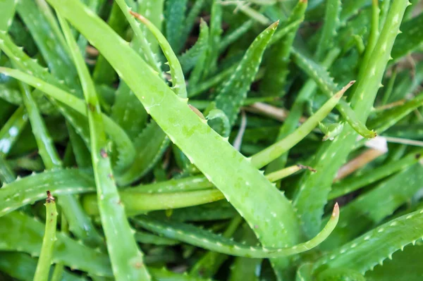 Közeli Zöld Levelek Aloe Vera Növényi Gyógynövény Bőrápolás — Stock Fotó