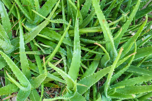 Zavřít Zelené Listy Aloe Vera Rostlinný Bylinný Lék Pro Péči — Stock fotografie