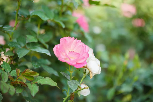 花园里美丽的粉红色玫瑰 — 图库照片