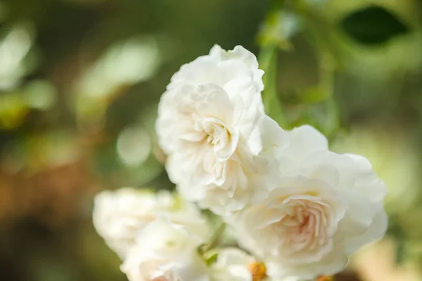 Lindas Rosas Brancas Flor Jardim — Fotografia de Stock