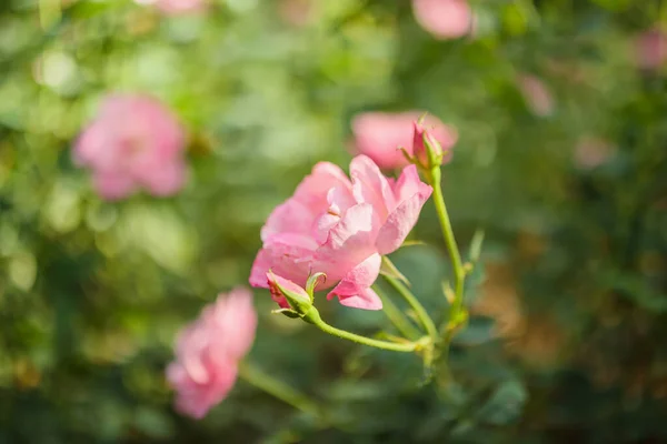 Bellissime Rose Rosa Fiore Giardino — Foto Stock