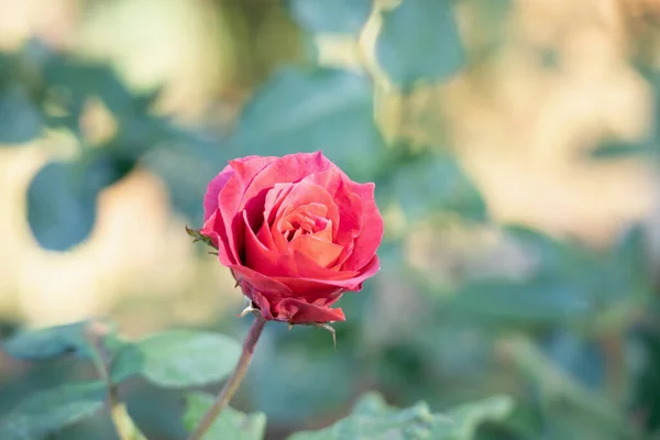 Hermosas Rosas Rojas Florecen Jardín — Foto de Stock