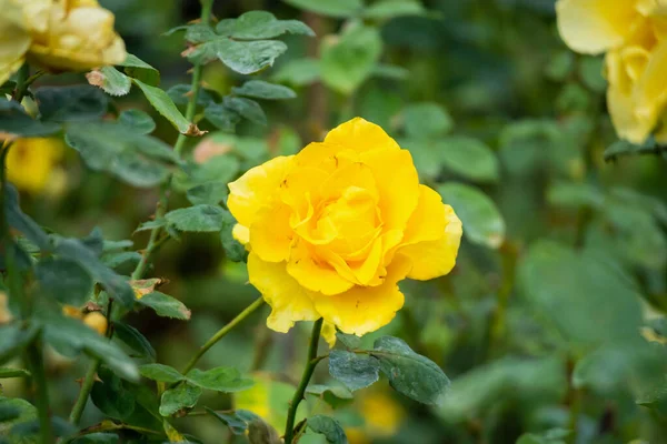 Schöne Gelbe Rosen Blühen Garten — Stockfoto