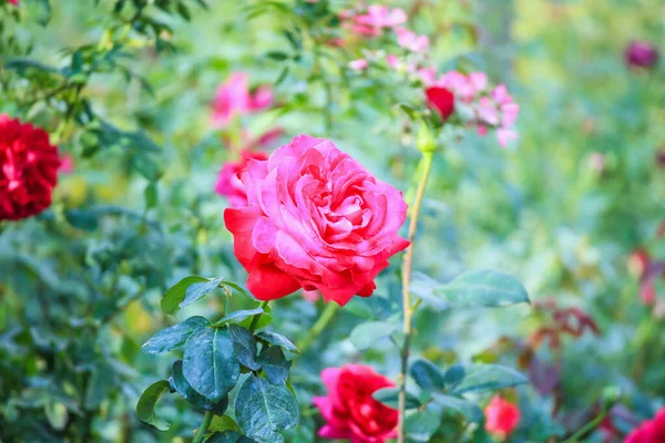 Lindas Rosas Vermelhas Flor Jardim — Fotografia de Stock