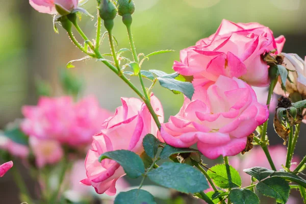 Piękne Różowe Róże Kwiat Ogrodzie — Zdjęcie stockowe