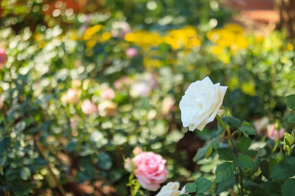 Hermosas Rosas Blancas Florecen Jardín —  Fotos de Stock