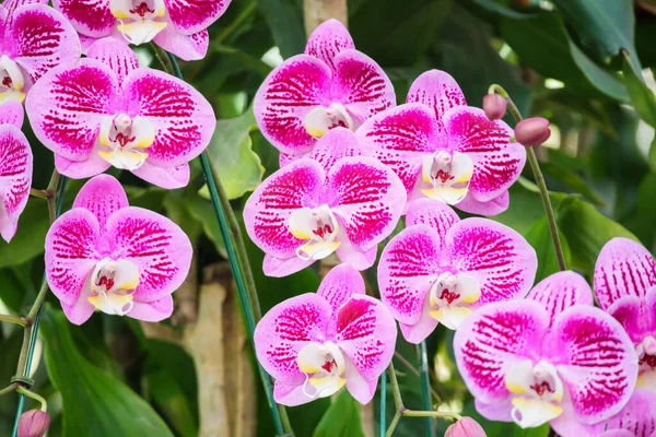 Beautiful Phalaenopsis Orchid Flower Blooming Garden Floral Background — Stock Photo, Image