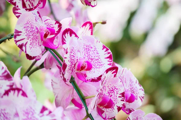 Beautiful Phalaenopsis Orchid Flower Blooming Garden Floral Background — Stock Photo, Image