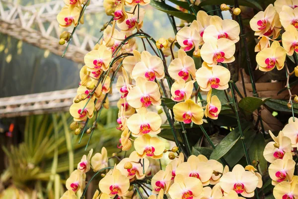 아름다운 Phalaenopsis Orchid 배경에 — 스톡 사진