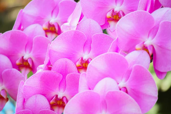 美しいハナショウブの花が庭に咲く花の背景 — ストック写真