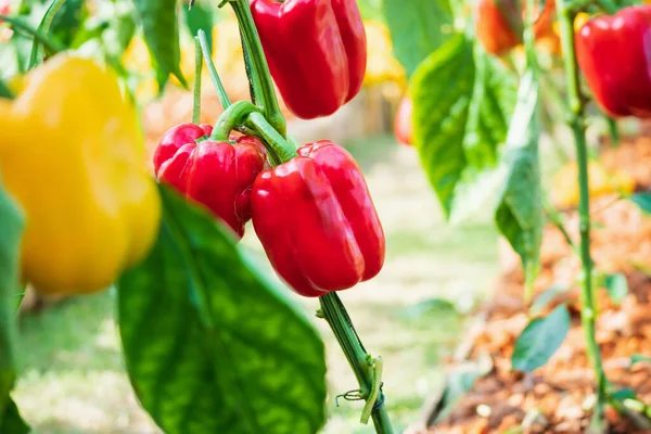 Planta Pimentão Vermelho Crescendo Jardim Orgânico — Fotografia de Stock