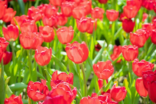 Fresh Red Tulips Flower Bloom Garden Stock Photo