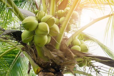 Hindistan cevizi ağacında taze hindistan cevizi kümesi