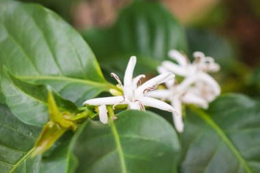 Kahve ağacındaki beyaz çiçek.