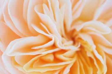 Güzel gül çiçeği soyut arkaplanı kapat