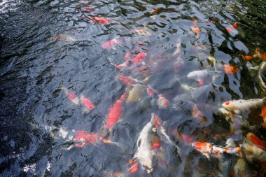 Bahçedeki gölde güzel koi balığı