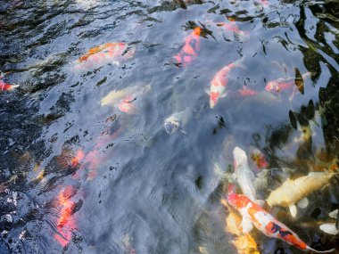 Bahçedeki gölde güzel koi balığı