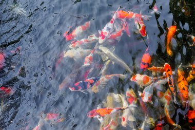 Bahçedeki gölde güzel koi balığı