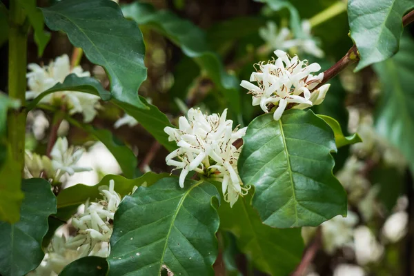 White coffee flowers in green leaves tree plantation close up