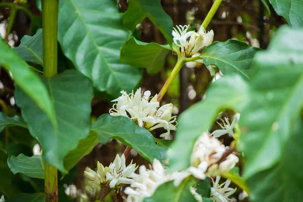 White Coffee Flowers Green Leaves Tree Plantation Close — Stock Photo, Image