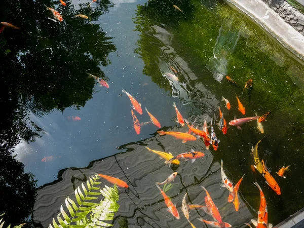 園内の鯉池で鯉釣り — ストック写真