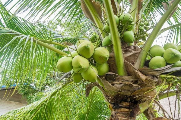 Fresh Coconut cluster on coconut tree