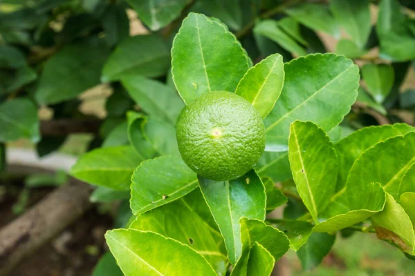 Limas Limón Verde Fresco Árbol Jardín Orgánico —  Fotos de Stock