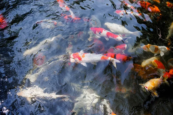 Beau Poisson Koï Dans Étang Dans Jardin — Photo