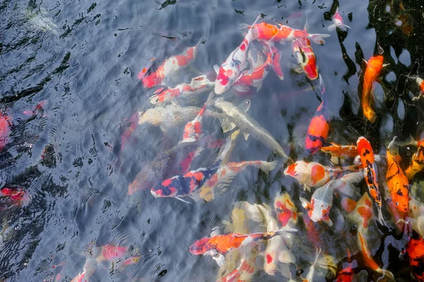 beautiful koi fish in pond in the garden