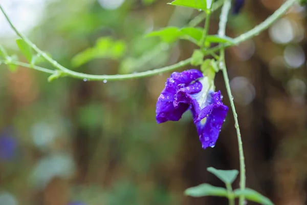 Close Blue Butterfly Pea Flower Garden — Stock Photo, Image