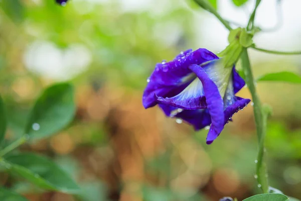 Close Blue Butterfly Pea Flower Garden — Stock Photo, Image