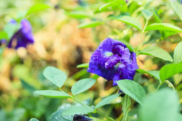 Close Blue Butterfly Pea Flower Garden — Stock Photo, Image