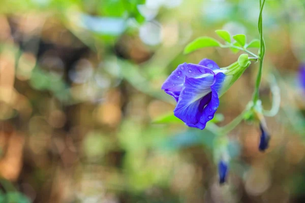 Cerca Flor Guisante Mariposa Azul Jardín — Foto de Stock