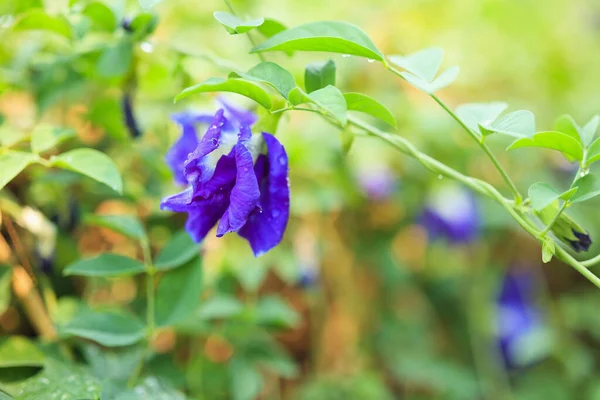 Fermer Fleur Pois Papillon Bleu Dans Jardin — Photo
