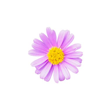 Güzel pembe papatya çiçeği beyaz arka planda izole edilmiş.