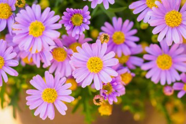 pembe papatya çiçeği arka planı