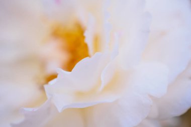 Bahçedeki güzel güller