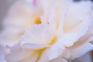 Bahçedeki güzel güller