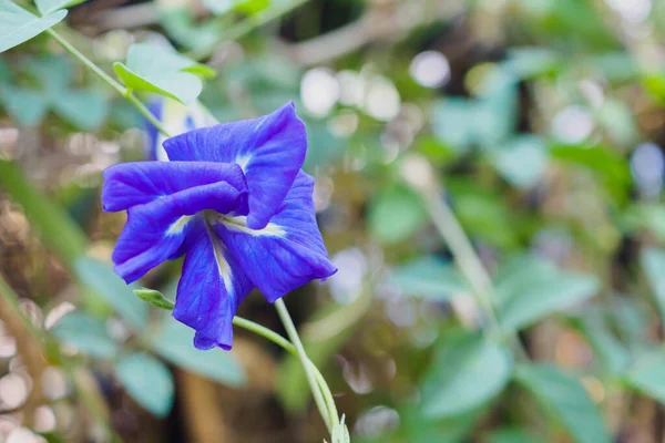 Close Blue Butterfly Pea Flower Garden — Stock Photo, Image