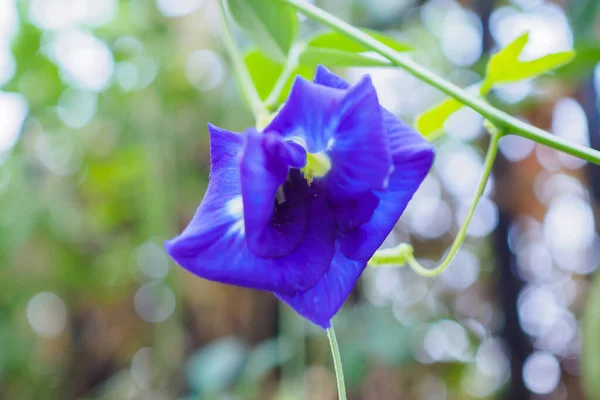 Закрыть Голубой Цветок Бабочки Саду — стоковое фото