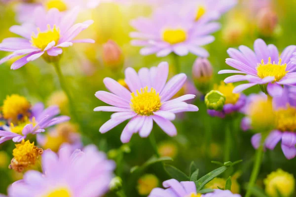Beautiful Daisy Flowers Green Meadow — Stock Photo, Image