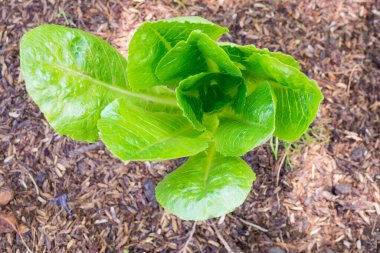 Green Romain veya organik bahçedeki marul bitkisi.