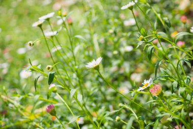 Yeşil çayırdaki güzel papatya tarlası
