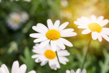 Yeşil çayır üzerindeki güzel beyaz papatya tarlası