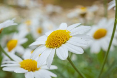 Yeşil çayır üzerindeki güzel beyaz papatya tarlası