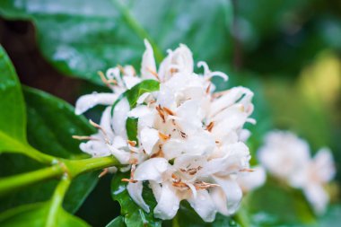 Yeşil yapraklı beyaz kahve çiçekleri ağaç fidanlığını kapatır.