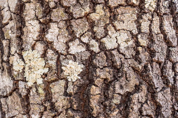 Träd Bark Konsistens Bakgrund — Stockfoto