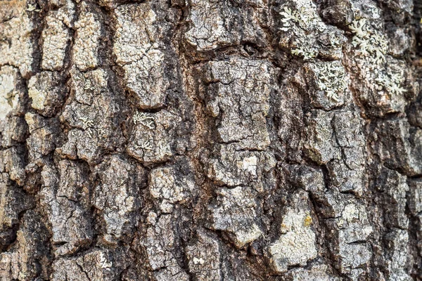 Baumrinde Textur Hintergrund — Stockfoto