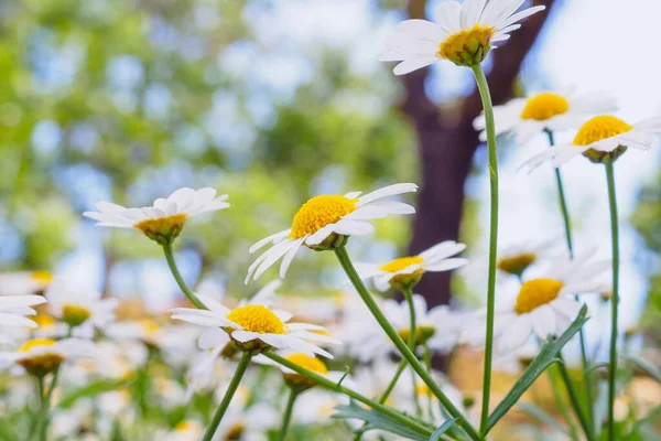 Beautiful White Camomiles Daisy Flowers Field Green Meadow — Stock Photo, Image